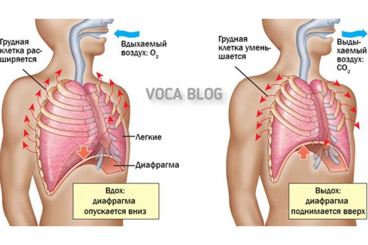 Как развить грудной голос? voca.dev-top-it.ru